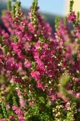 heather flowers