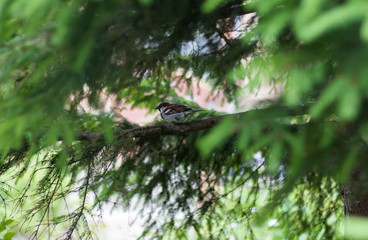 Sparrow