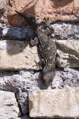 Tarentola mauritanica Mauergecko an Wand