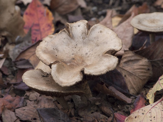 Japan mushroom in autumn