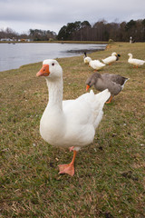 White Swan/Greylag Goose posing for camera at park