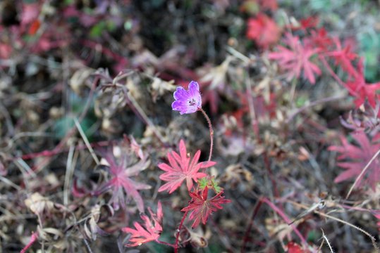 mountain flowers