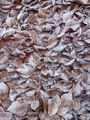 Raureif