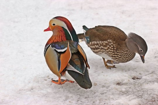 Mandarinentenpaar im Schnee