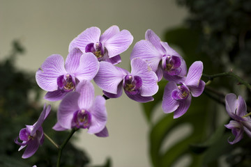 Fototapeta na wymiar ramo di Orchidee viola
