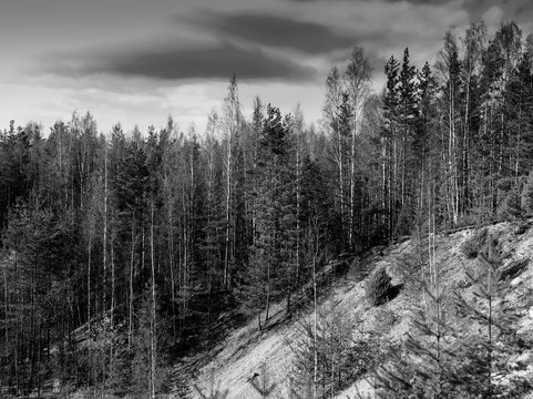 Fototapeta Horizontal vibrant black and white forest landscape background b