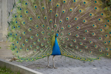 Obraz premium peacock feathers with huge open