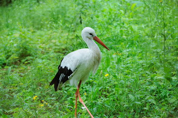 Stork in a field