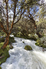 River and lush green forest near Huaraz in Cordillera Blanca, Pe