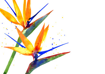 Vector background with Strelitzia flower