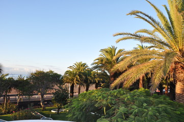 Fototapeta na wymiar Palmen auf Lanzarote