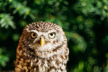 The small owl. Wild bird