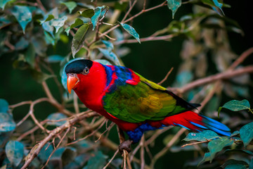 Portrait of A single Tricolor Parrot, Lorius Lory,  in natural surroundings