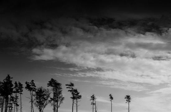 Fototapeta Horizontal black and white landscape forest silhouette backgroun