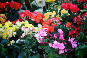 colorful begonia rose.