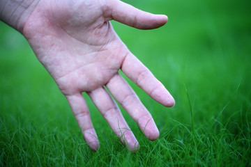 hand touching young grass.