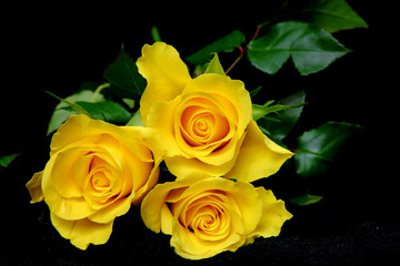 Three yellow roses on black velvet