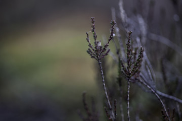 background dry branches in front of the green moss