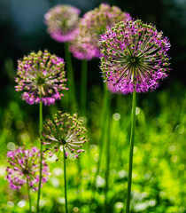 Fototapeta premium Vertical vivid vibrant purple flower bokeh background backdrop