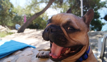 Smiling French Bulldog