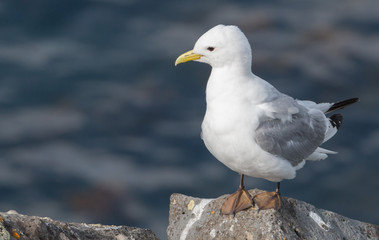 Icelandic Seagull Portrait