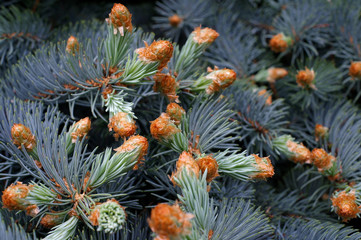 Kidney blue spruce