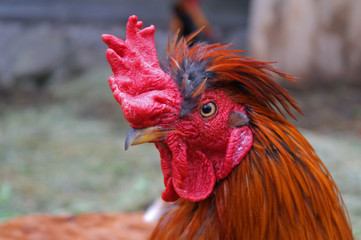 Bright red cock with a scallop