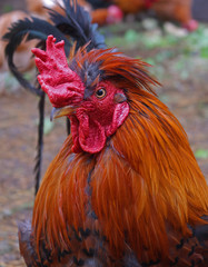 Bright red cock with a scallop