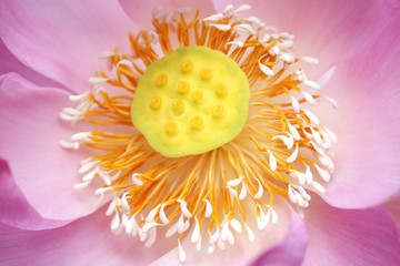 close up of lotus flower.