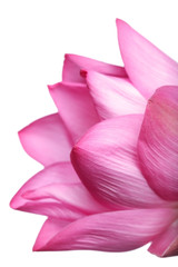 Obraz premium lotus flower isolated on white background.
