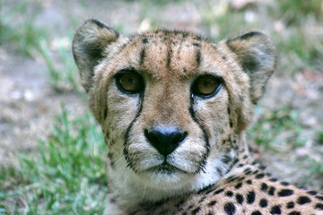 Guépard