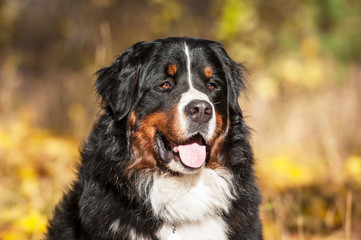 Portrait of bernese mountain dog in autumn