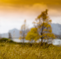 Square vivid Norway autumn bokeh fjord tree landscape background
