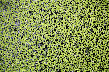 duckweed background.