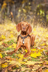 Young vizsla dog in autumn