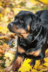 Rottweiler dog lying on the leaves in autumn