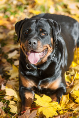 Rottweiler dog lying on the leaves in autumn