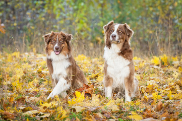 Two australian shepherd dogs in autumn