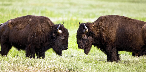 American Buffalo.