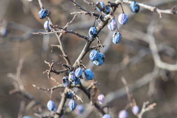 Prunus spinosa