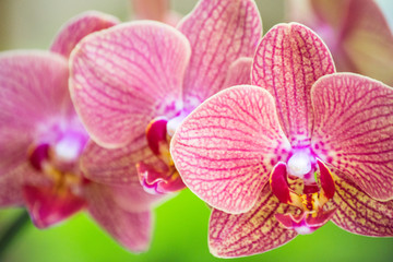 Naklejka na ściany i meble Orchid Garden