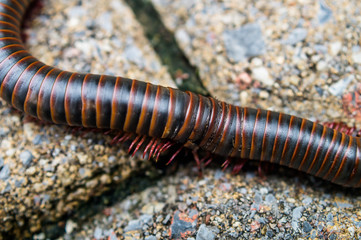 Close Up Millipede