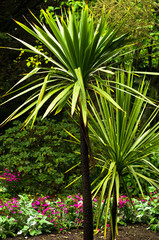 Palm tree in front of magenta flowers in a beautiful garden