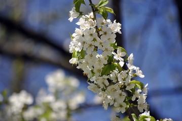 small white flower