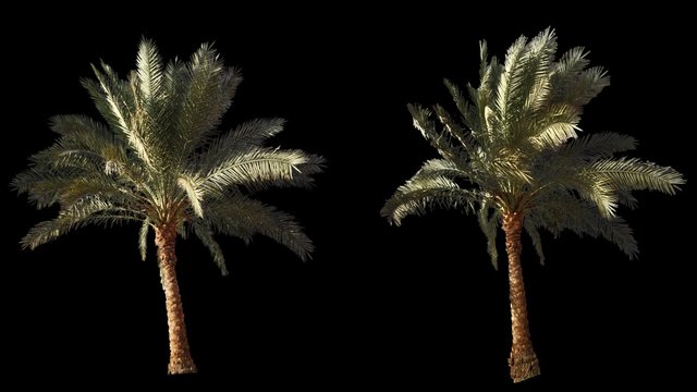 2 blowing on the wind beautiful green full size real tropical palm trees isolated on alpha channel with black and white luminance matte, perfect for film, digital composition.