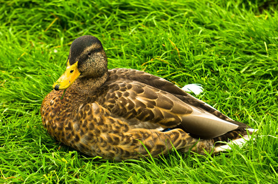 Closeup of a duck taking rest on a green meadow in west Iceland