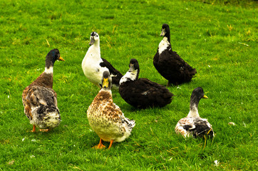 Ducks meeting point at green meadow in west Iceland