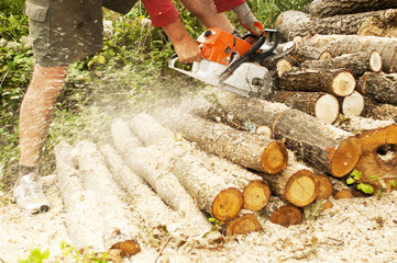lumberjack cuts the trunk