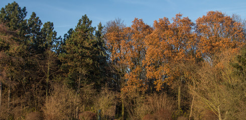 Mixed forest background