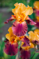 Fototapeta na wymiar beautiful flower iris closeup.